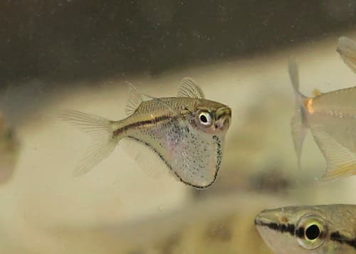Dwarf Hatchetfish
