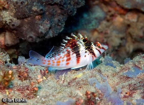Dwarf Hawkfish
