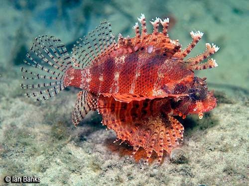 Dwarf Lionfish