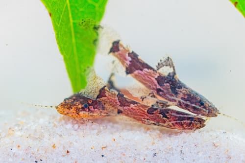 Dwarf Marbled Catfish