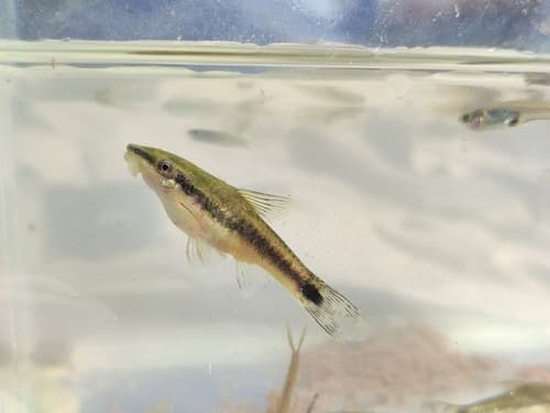 Dwarf Otocinclus