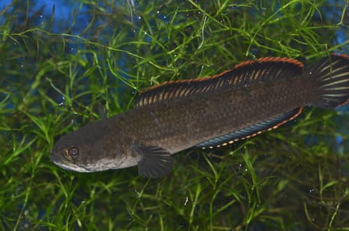 Dwarf Snakehead
