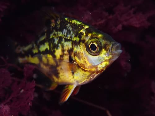 Dwarf Surfperch