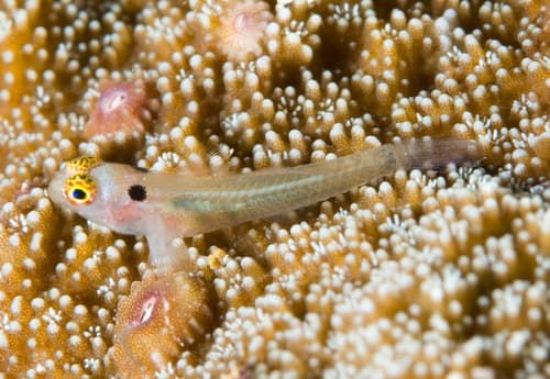 Ear-spot Dwarfgoby