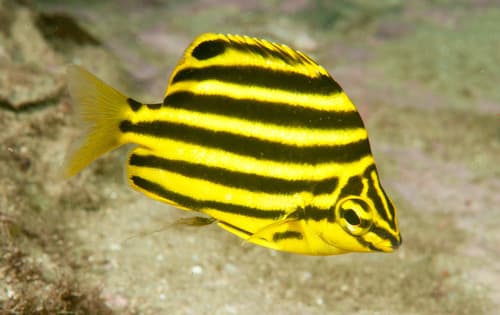 East-Australian Stripey