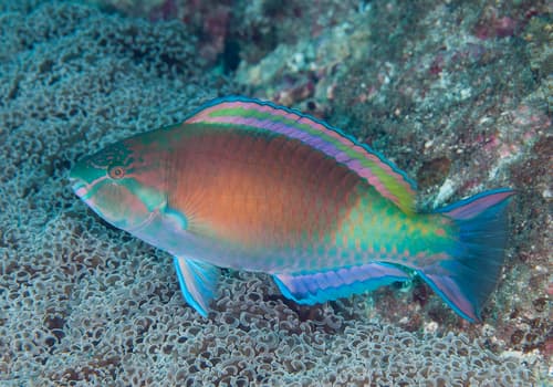 East-Indies Parrotfish