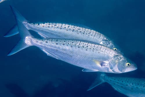 Eastern Australian Salmon