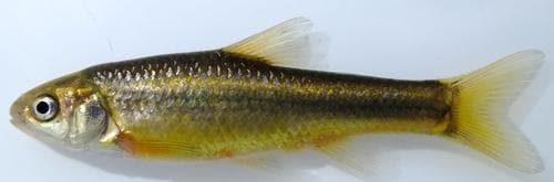 Eastern Chubbyhead Barb