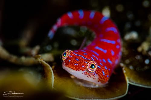 Eastern Cleaner Clingfish