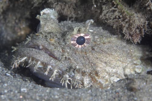 Eastern Frogfish