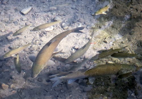 Eastern Iberian barbel