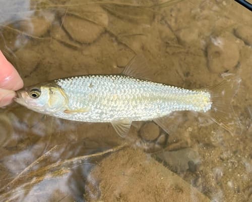 Eastern Iberian Chub