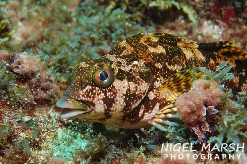 Eastern Kelpfish