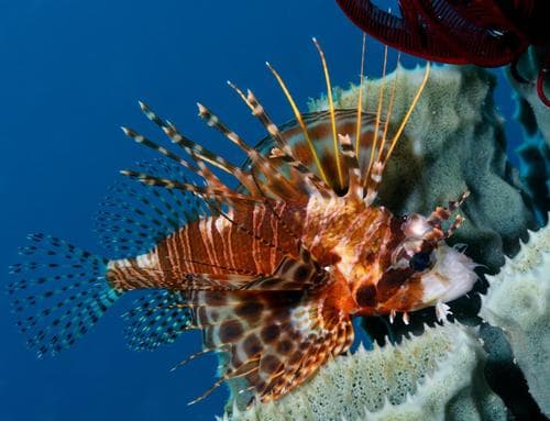 Eastern Mombasa Lionfish