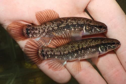 Eastern Mudminnow