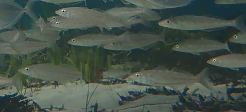 Eastern School Whiting