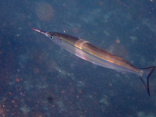 Eastern Sea Garfish