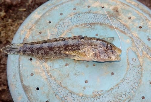Eastern Tubenose Goby