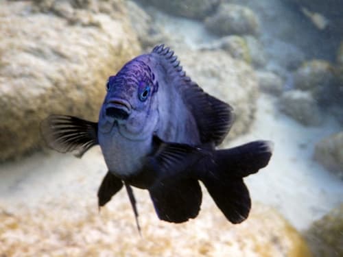 Dusky Damselfish