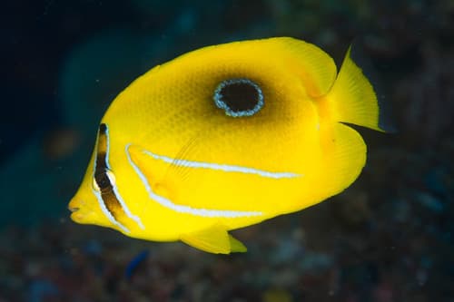 Eclipse Butterflyfish