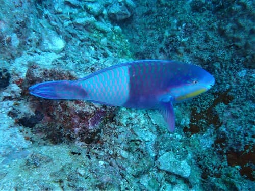 Eclipse Parrotfish