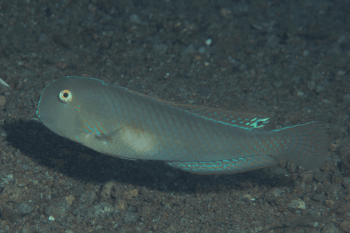 Eclipse-spot Razor Wrasse