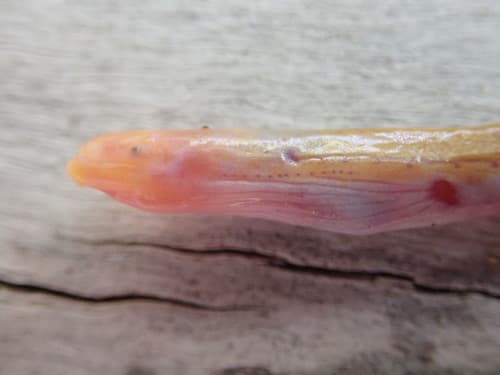 Edwards' Spaghetti Eel