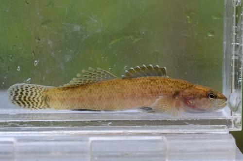 Egg-mimic Darter