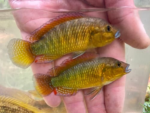 Egyptian Mouthbrooder