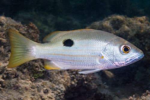 Ehrenberg's Snapper