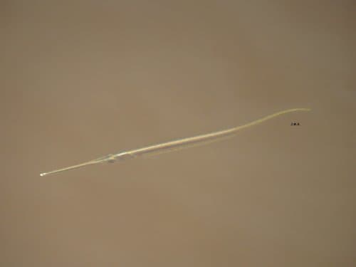 Eigenmann's Needlefish