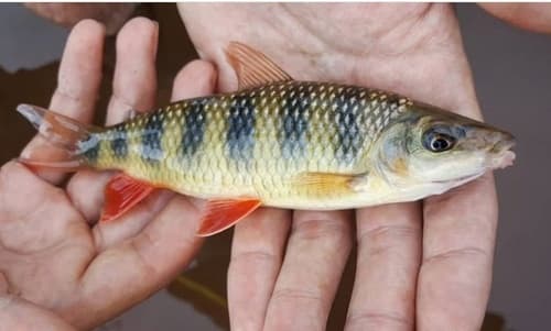 Eight-banded Leporinus