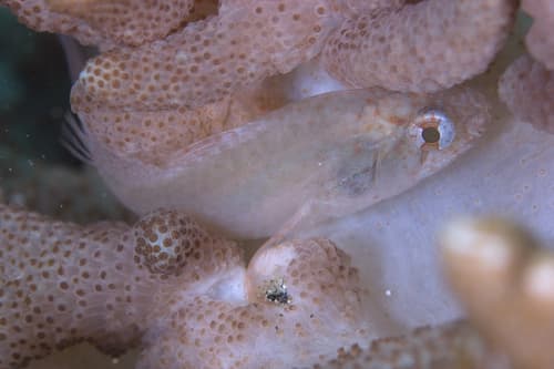 Eightspine Cardinalfish