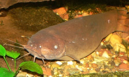Electric Catfish