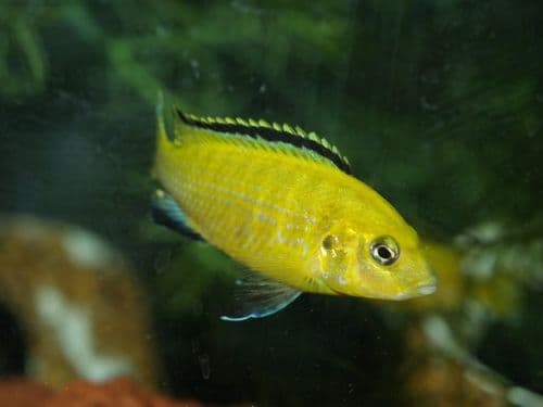 Electric Yellow Cichlid