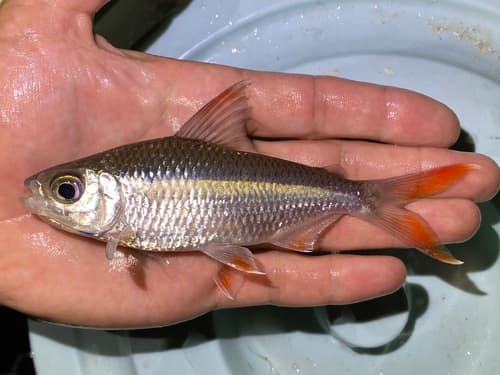Elegant Featherfin Tetra