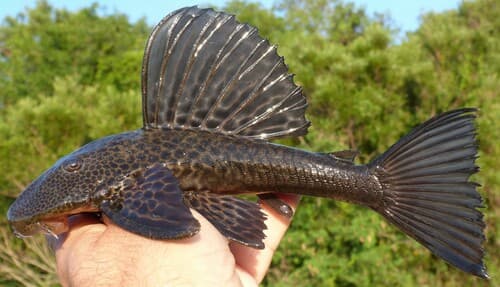 Elegant-fin Pleco