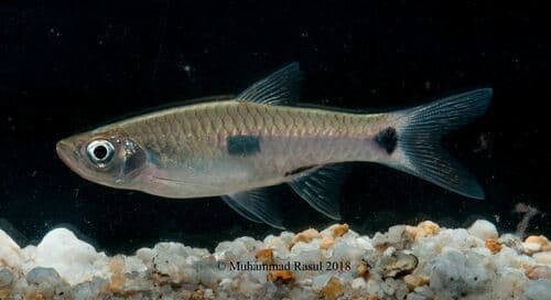 Elegant Rasbora