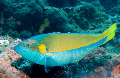 Elegant Wrasse