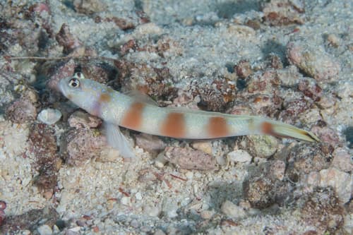 Ellipse Shrimpgoby