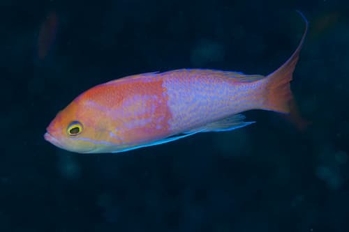Elongate Anthias
