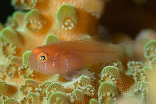 Elongate Coralgoby