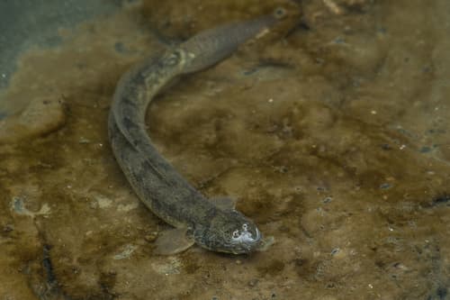Elongate Mudskipper