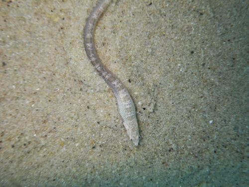 Elongate Sand Klipfish