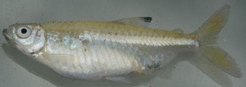 Elongated Turkana Robber