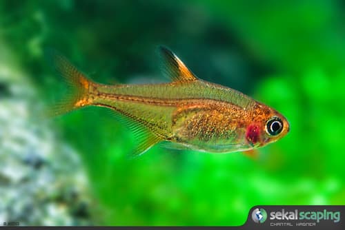 Ember Tetra