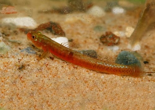 Emerald Cling Goby