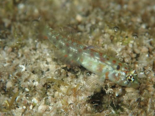 Emerald Dwarfgoby