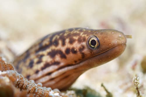 Emma's Moray