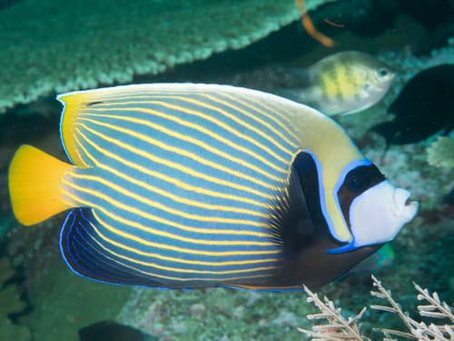 Emperor Angelfish